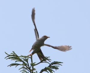 Oriental Cuckoo 2